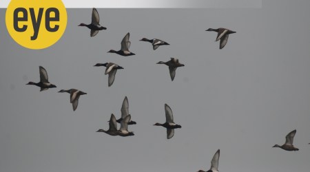 Ducks on their way back home. (Credit: Ranjit Lal)