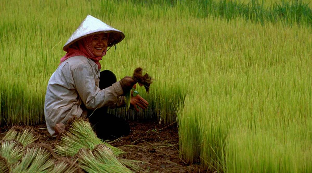 China gene editing
