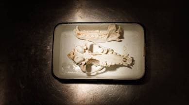 A canid skull