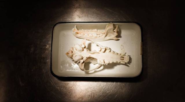 A canid skull
