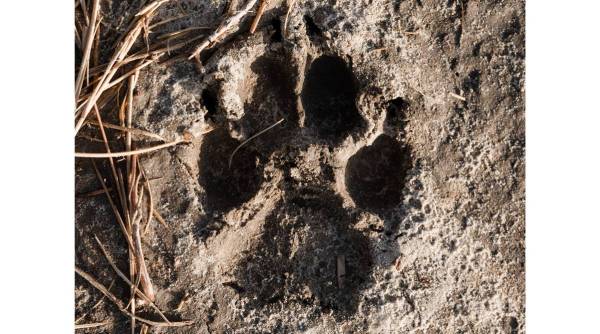 A canid track in Galveston, Texas, Aug. 21, 2019. (Tristan Spinski/The New York Times)
