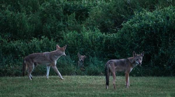 The ghost wolves of Galveston island