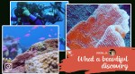 coral reef, giant coral reef, rose shaped coral reef, twilight zone, marine videos, Tahiti, pacific ocean, indian express