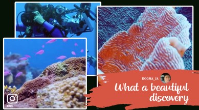 coral reef, giant coral reef, rose shaped coral reef, twilight zone, marine videos, Tahiti, pacific ocean, indian express