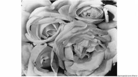 Tina Modotti, Tina Modotti photographer, Tina Modotti famous works