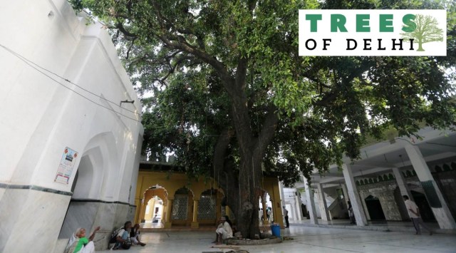 The Khirni Tree at the Chiragh Delhi Dargah which is supposedly the oldest tree in Delhi, estimated to be more than 600 years old. (Express Photo by Tashi Tobgyal)