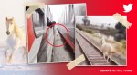 horse running between two trains, horse video, horse running, viral video, indian express