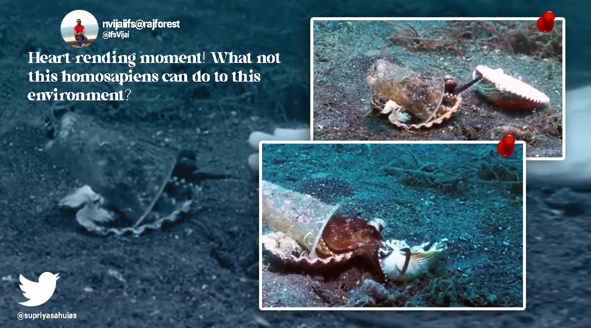 Diver helps octopus to get rid of plastic cup, old video triggers