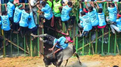 Jallikattu begins today — the 'barbaric sport' that celebrates hard-working  Tamil farmer