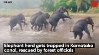 Elephant herd gets trapped in Karnataka canal, rescued by forest officials