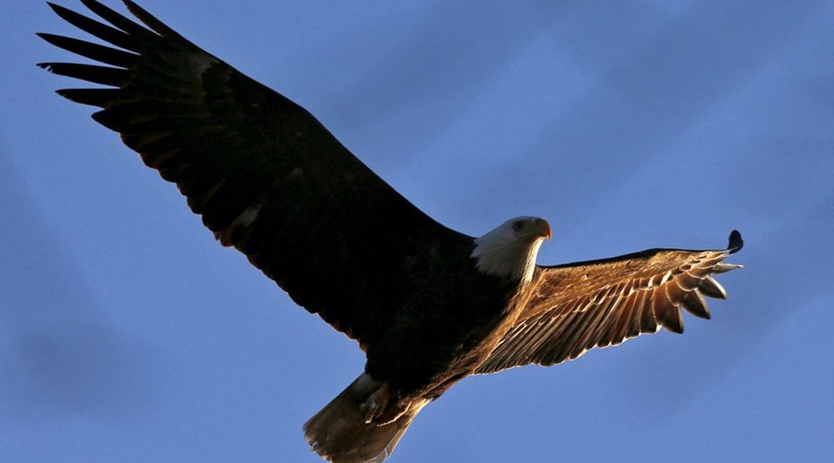 The last rays of sunlight illuminate an American Bald Eagle as it soars above the Hudson River just before sunset near Croton Point in Croton-on-Hudson, New York, March 23, 2015. (REUTERS)