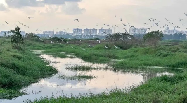 While the Karnataka Forest Department was the custodian of Vengaiah lake, a year ago, the waterbody was transferred to the civic body. (Representational image)