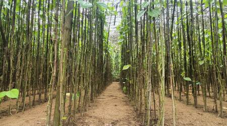 Odisha, Odisha betel hub, odisha farmers, Jagatsinghpur, India news, Indian express, Indian express news, current affairs