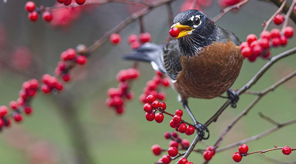 American robin