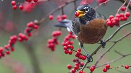 American robin