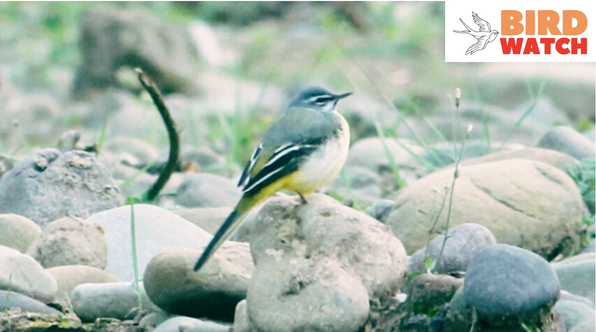 Grey Wagtail (Motacilla Cinerea) is a small member of the Wagtail family, Motacillidae.