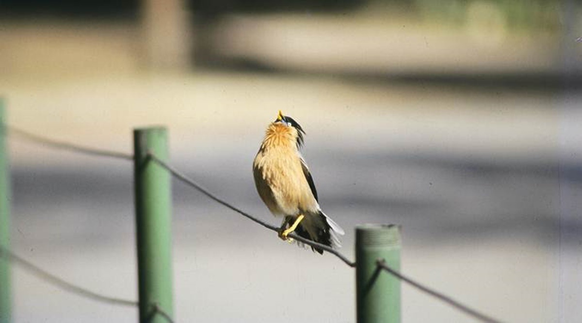 Chandigarh, Chandigarh exotic birds, Chandigarh birds, Exotic birds, Chandigarh news, Chandigarh, Indian express, Indian express news, Punjab news