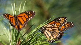 Chandrapur Tadoba National Park, Tadoba Park, Biodiversity, butterflies, flora and fauna, Pune news, Pune city news, Pune, Maharashtra, Maharashtra government, India news, Indian Express News Service, Express News Service, Express News, Indian Express India News