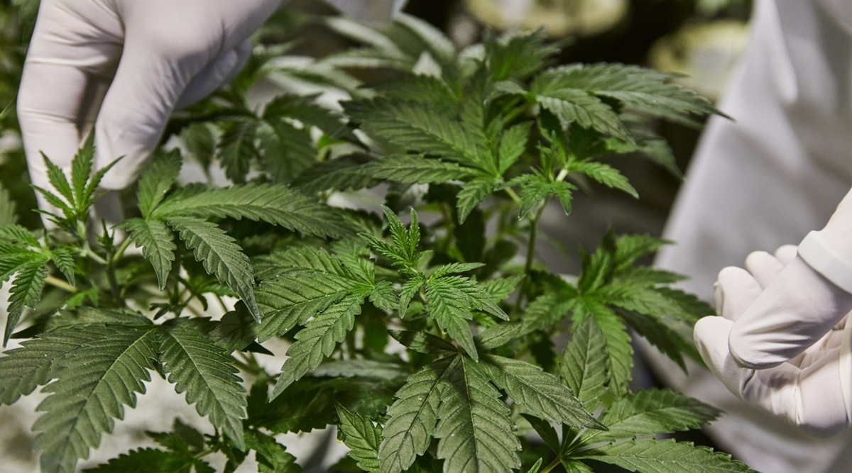 An employee inspects cannabis plants in a grow room at the Cilo Cybin Pharmaceutical Ltd. facility in Samrand, South Africa on Aug 20, 2021. (Waldo Swiegers/Bloomberg)