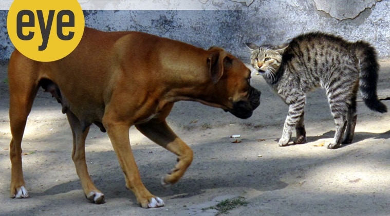 Chat Et Chien