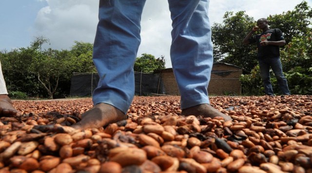People dry cocoa beans in the Ivorian cocoa farming village of Djigbadji, commonly known as Bandikro or Bandit Town, located inside the Rapides Grah protected forest and destroyed by forest authorities in January 2020, in Soubre, Ivory Coast January 7, 2021. Picture taken January 7, 2021. REUTERS/Luc Gnago