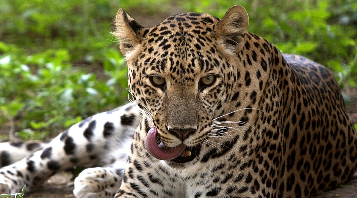 Leopard succumbs to injuries day after it was hit by vehicle on KMP ...