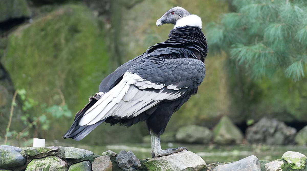 Andean condors fly back into the wild after years-long rehabilitation in  Chile | Technology News,The Indian Express