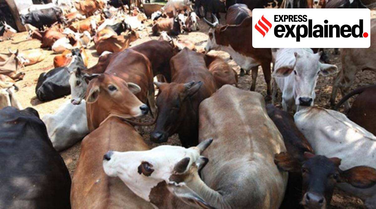 The Act — ostensibly passed to check cattle smuggling to Bangladesh — prohibits inter-state transport of cattle to and from Assam without valid documents.
