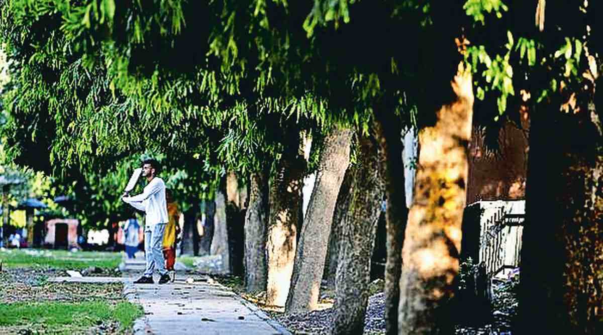 Delhi forest cover, India State of Forest Report (ISFR), Forest Survey of India (FSI), tree canopy, Delhi news, Delhi city news, New Delhi, India news, Indian Express News Service, Express News Service, Express News, Indian Express India News