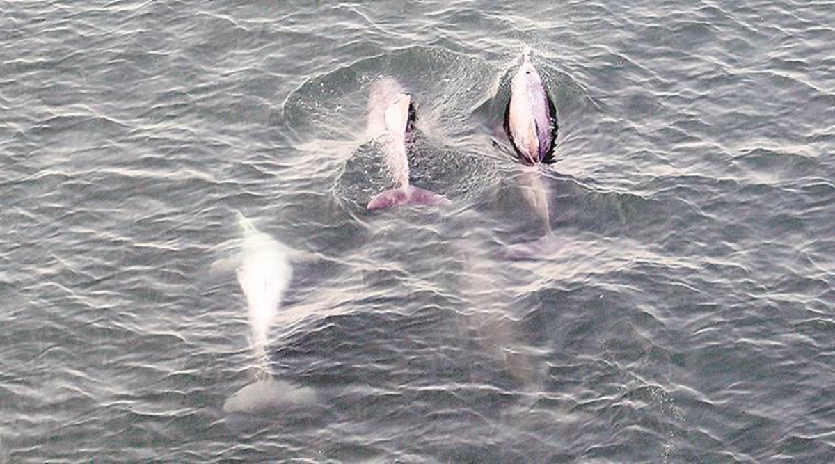 Maharashtra coastline witnesses increase in marine animals getting stranded  | Mumbai news