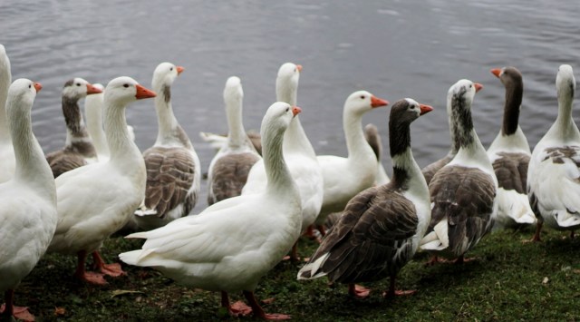 Duck is first wild bird flu case in US in 5 years, say scientists ...