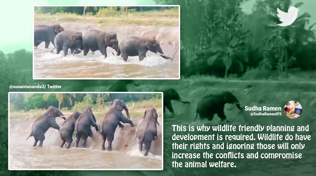 elephant herd stranded in canal, karnataka cancal elephant trapped, elephants struggle to climb out cavery canal, Nagarahole tiger reserve, viral videos, indian express