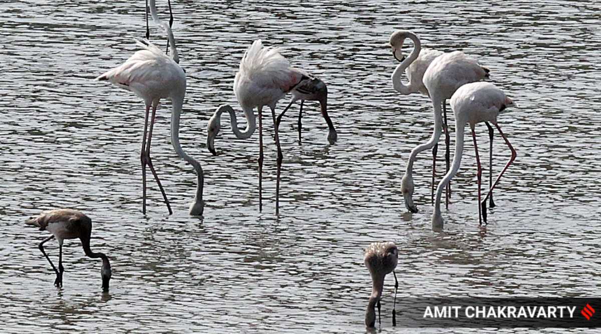 Winter guests: Flamingoes flock to Navi Mumbai’s wetlands | India News