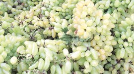 grapes export maharashtra