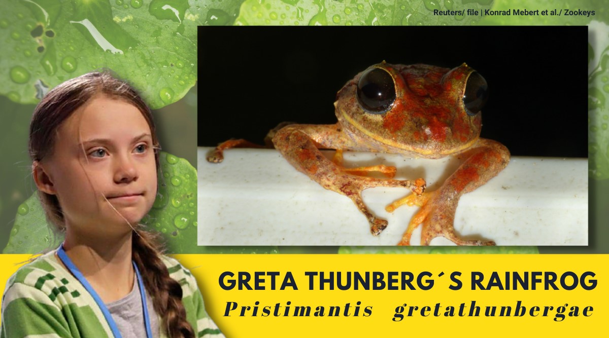 Scientists name new species of rainfrog after Greta Thunberg | Trending  News,The Indian Express