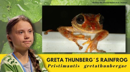 greta thunberg, greta thunberg rain frog, frog named after greta thunberg, Pristimantis gretathunbergae, science news, odd news, indian express