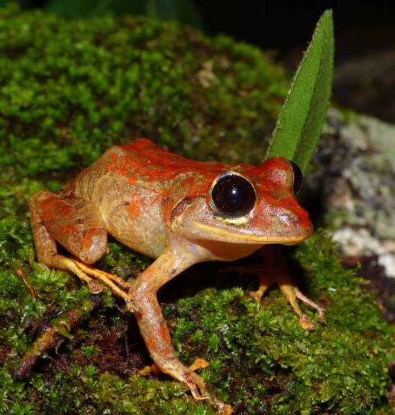 greta thunberg, greta thunberg rain frog, frog named after greta thunberg, Pristimantis gretathunbergae, science news, odd news, indian express