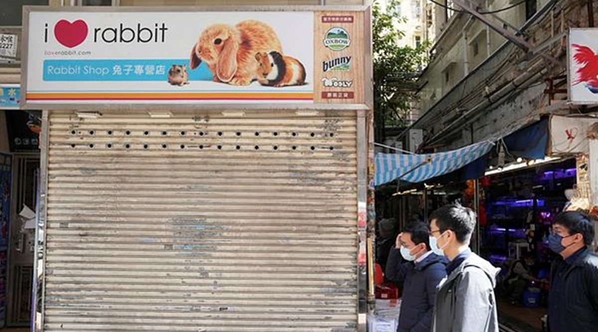 Hong kong covid-19 hamsters pet shops