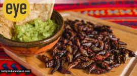 Chapulines, grasshoppers and guacamole snack traditional Mexican cuisine from Oaxaca mexico