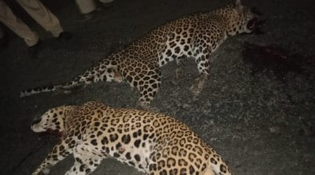 The carcasses were noticed by a passer-by who intimated the forest department.