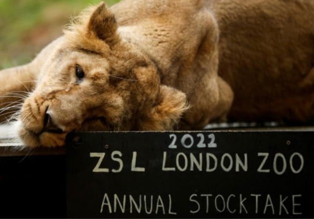 London zoo stocktake