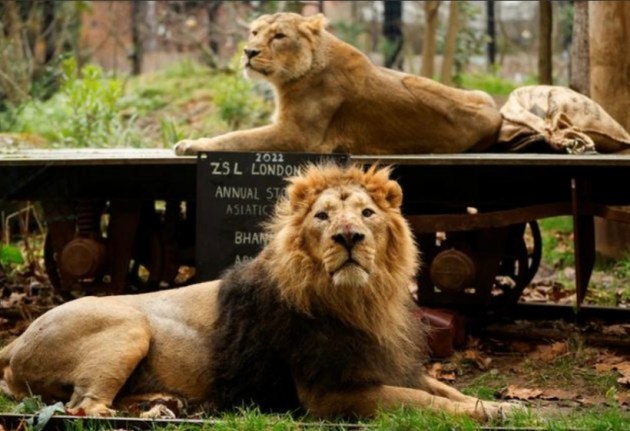 London zoo stocktake