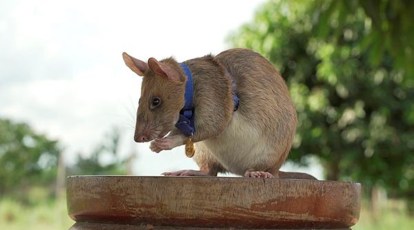 Rat who detected land mines in Cambodia dies in retirement | World News,The  Indian Express