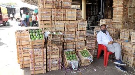 indian mangoes exported to US covid-19