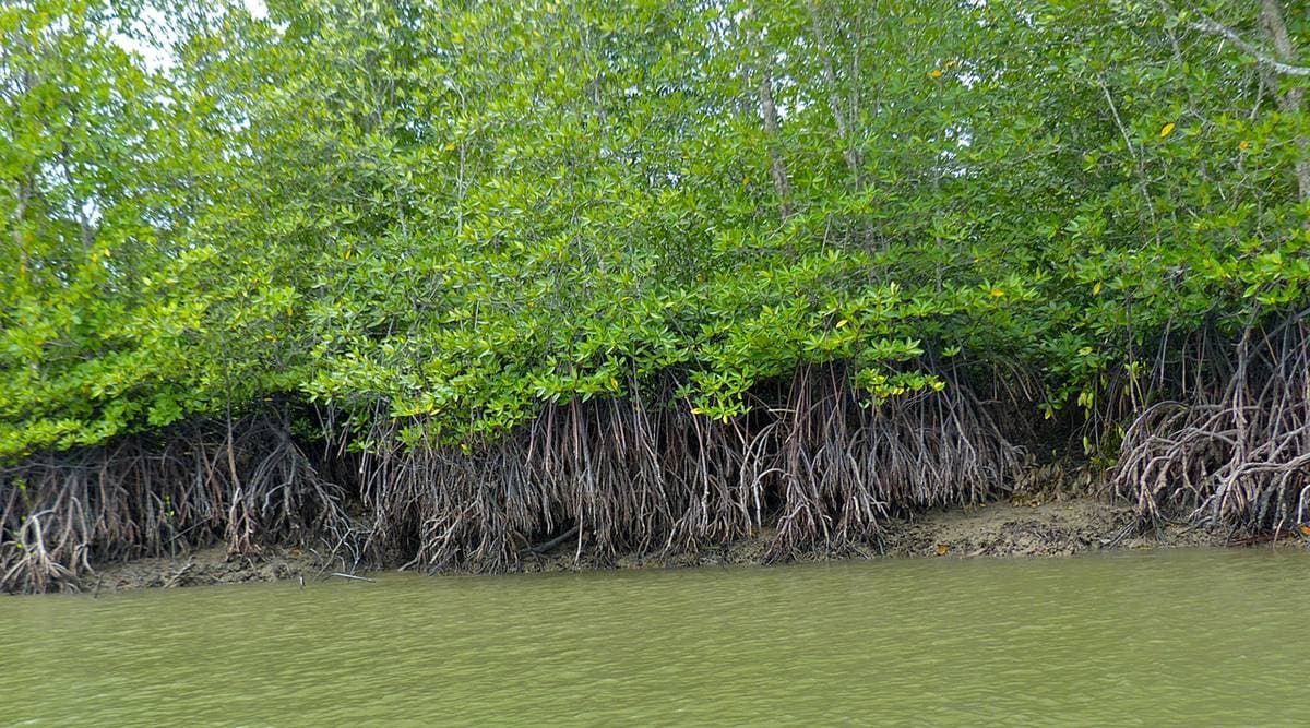 mangrove