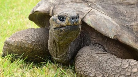 oldest tortoise