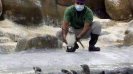 Shiv Sena, Byculla Zoo, Mumbai Byculla zoo, Penguin chick named Oscar, Penguin Oscar, Marathi name, Bharatiya Janata Party (BJP), Mumbai news, Mumbai city news, Mumbai, Maharashtra, Maharashtra government, India news, Indian Express News Service, Express News Service, Express News, Indian Express India News