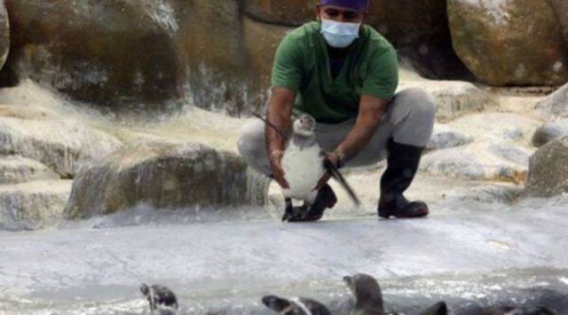 Why Sena Didn t Think Of Marathi Name For Penguin If It s So Concerned 
