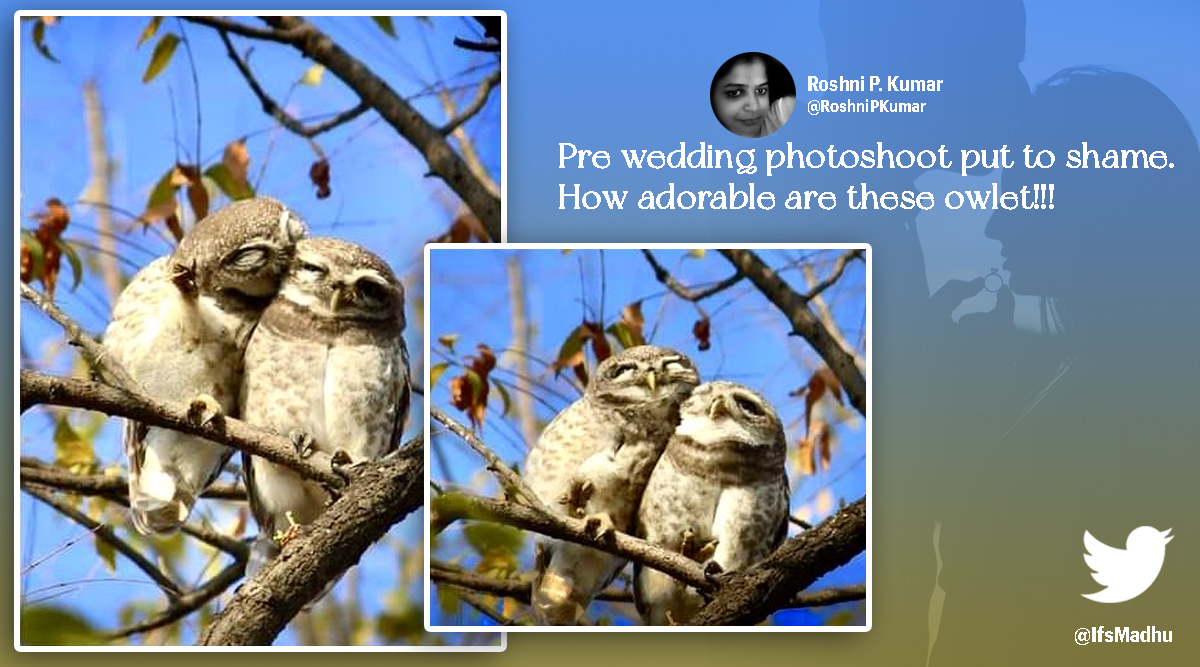 owls prewedding, spotted owlets pre wedding photoshoot, viral birds wedding shoot, bhandara owlets wedding photos, indian express