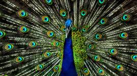 peacock